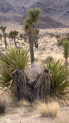 Desert Landscape with Joshua Trees