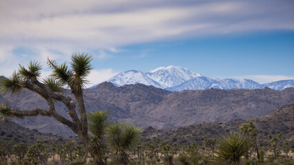 Fototapeta premium Mountains with snow and Joshua Trees