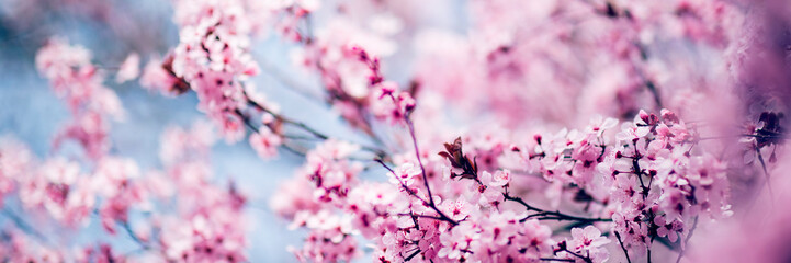 Pink tree flowers blossom in sunny spring day
