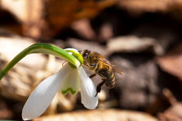 A bee pollinates a snowdrop