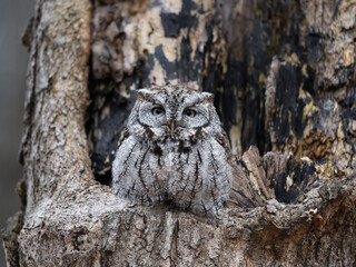 Eastern Screech Owl  Sitting in a Tree Hole in Early Spring, Portrait