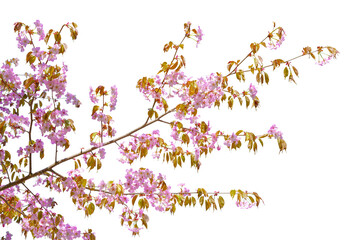 Pink cherry blossom sakura on white background
