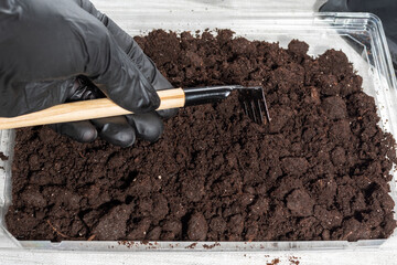 A hand in a black glove loosens the ground with a miniature rake for planting house plants....