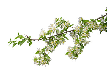 Branch with blossoms isolated on white background