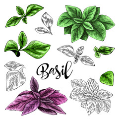 ПеDrawing of a basil in color and without color. Healthy, organic, natural food and products. 
Vector for menu, restaurant, food and kitchen design.
чать