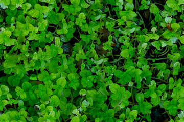 Seamless natural plant ground texture surface pattern nature background