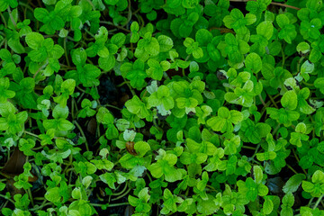 natural plant ground texture surface pattern nature background