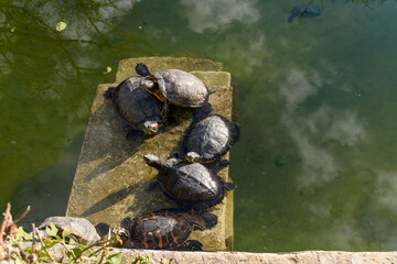 Turtles on a stone slightly submerged under water in a pond in Attard, Malta.