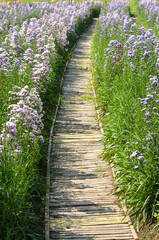 Margaret flower or Michaelmas Daisy in the garden