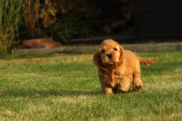 Amazing, newborn and cute red English Cocker Spaniel puppy detail.