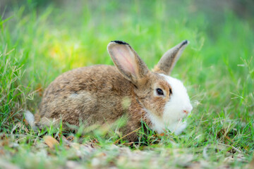 Naklejka na ściany i meble A wild orange Rabbit/bunny with big ears in a fresh green forest