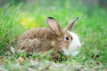 A wild orange Rabbit/bunny with big ears in a fresh green forest