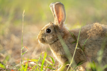 A wild Rabbit. Cute little rabbit on green grass with natural bokeh as background during spring.