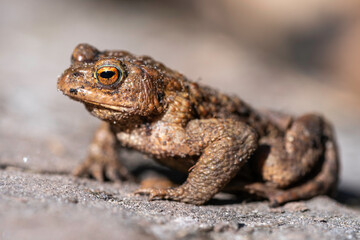 Erdkröte (Bufo bufo)