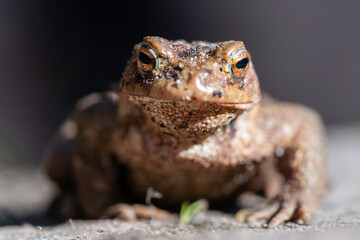 Frontalansicht einer Erdkröte (Bufo bufo)