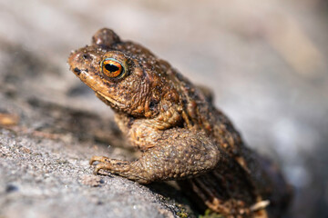 Erdkröte (Bufo bufo)