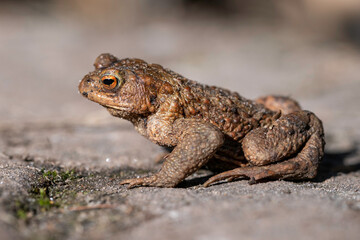 Erdkröte (Bufo bufo)