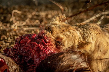 Close up of Lions feeding on a carcass.