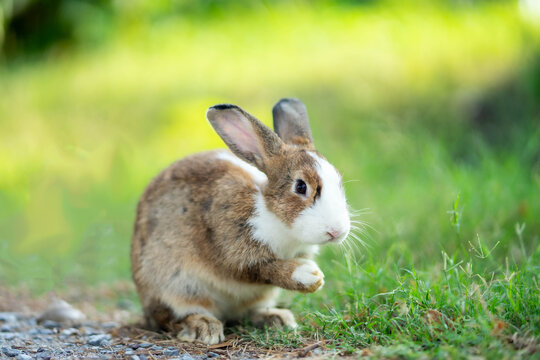 Cute little rabbit on green grass with natural bokeh as background during spring. Nice pet for kids. Rabbit isolated.