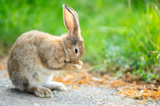 A wild Rabbit. Cute little rabbit on green grass with natural bokeh as background during spring.