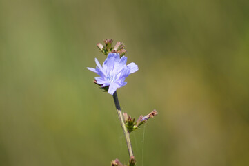 Closeup of blue common chicory flower with green blurred background
