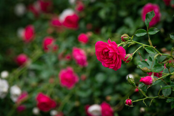 Nice big red roses with bokeh nature flora gardening macro with free space for text