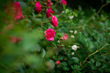 Nice big red roses with bokeh nature flora gardening macro with free space for text