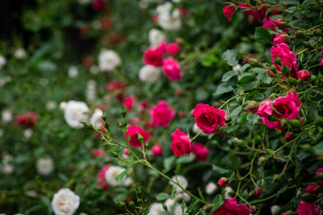 Fototapeta premium Nice big red roses with bokeh nature flora gardening macro with free space for text