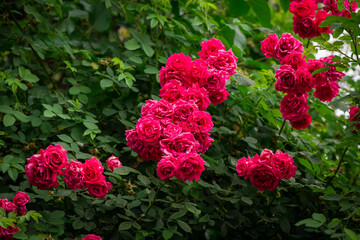 Nice big red roses with bokeh nature flora gardening macro with free space for text