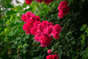 Fototapeta premium Nice big red roses with bokeh nature flora gardening macro with free space for text