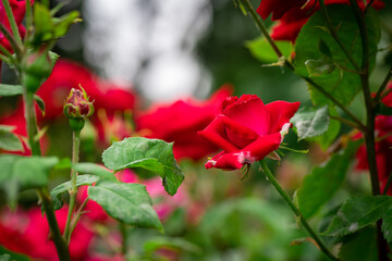 Nice big red roses with bokeh nature flora gardening macro with free space for text
