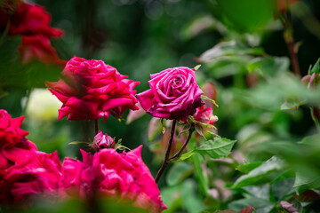 Nice big red roses with bokeh nature flora gardening macro with free space for text