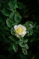 Nice white and yellow rose flowers in spring garden macro nature
