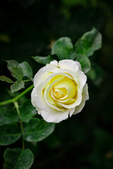 Nice white and yellow rose flowers in spring garden macro nature