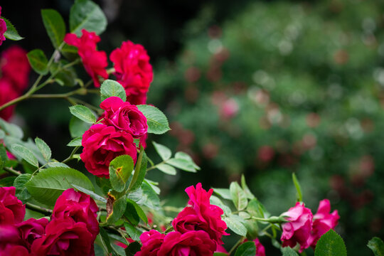 Nice big red roses with bokeh nature flora gardening macro with free space for text