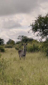 Wild animals in their natural environment