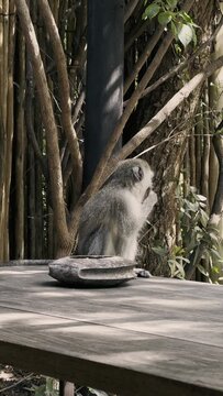 Wild animals in their natural environment