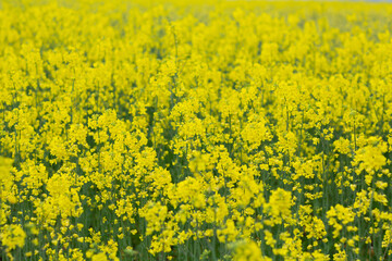 Scenic rural landscape with yellow rape, rapeseed or canola field. Rapeseed field flowers close up.