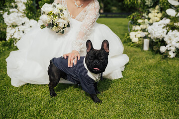 Bride is touching her French bulldog dressed in a tuxedo for wedding ceremony.