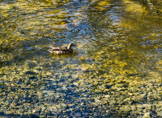 Duck In Shallow Creek