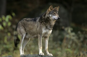 Naklejka na ściany i meble Wolf (Canis Lupus), captive, stands on the rock. Bavarian Forest National Park, Bavaria, Germany