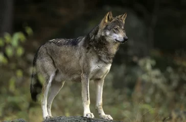 Selbstklebende Fototapeten Wolf (Canis Lupus), captive, stands on the rock. Bavarian Forest National Park, Bavaria, Germany © Joachim Heller