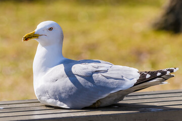 Selective focus photo. European herring gull on bench in park. Larus argentatus.