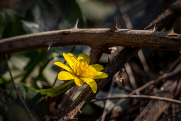 In natura non c'&egrave; guerra ma convivenza e rinascita
