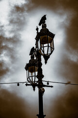 crows sitting on street lamp
