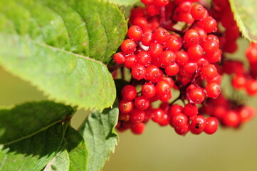 Beeren Roter Holunder
