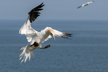 Northern Gannet in flight_ Morus bassanus