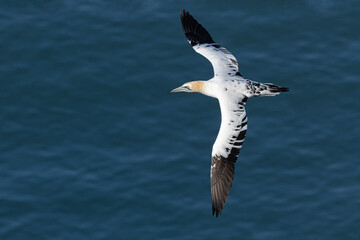 Northern Gannet in flight_ Morus bassanus