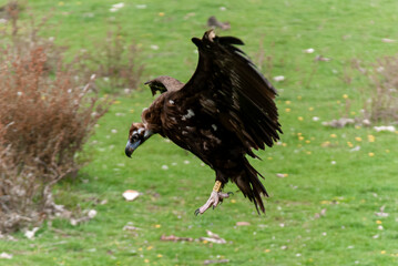 Vautour moine,.Aegypius monachus, Cinereous Vulture