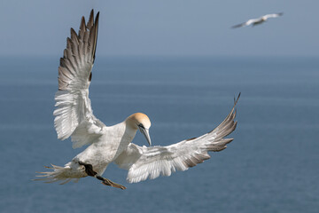 Northern Gannet in flight_ Morus bassanus